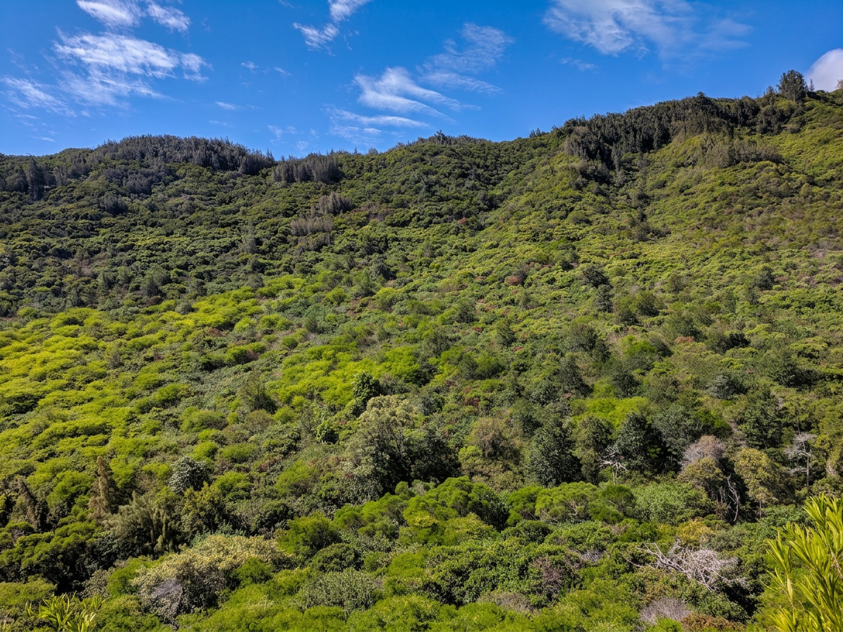 Kuliʻouʻou Neighborhood Park