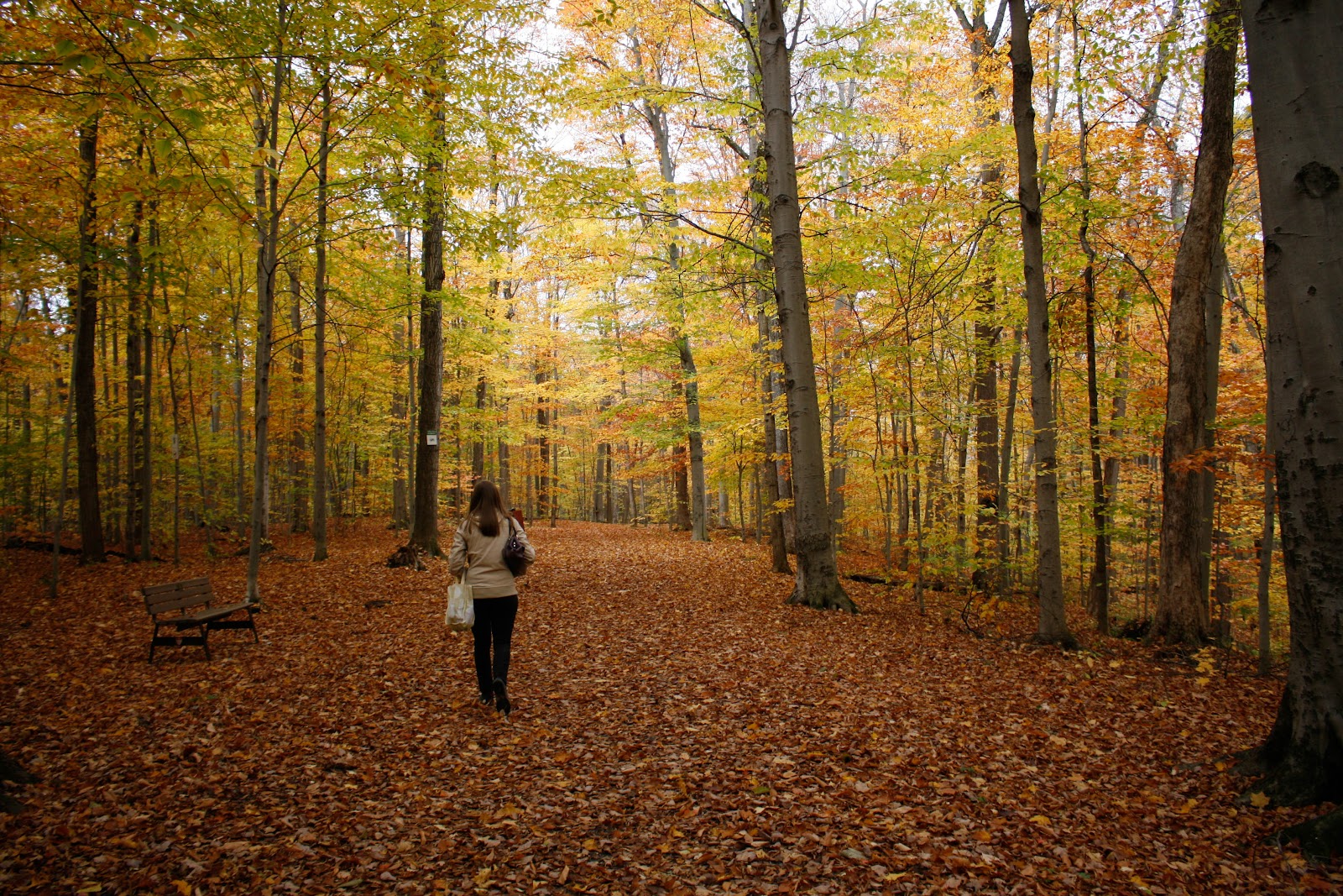 Morgan Arboretum
