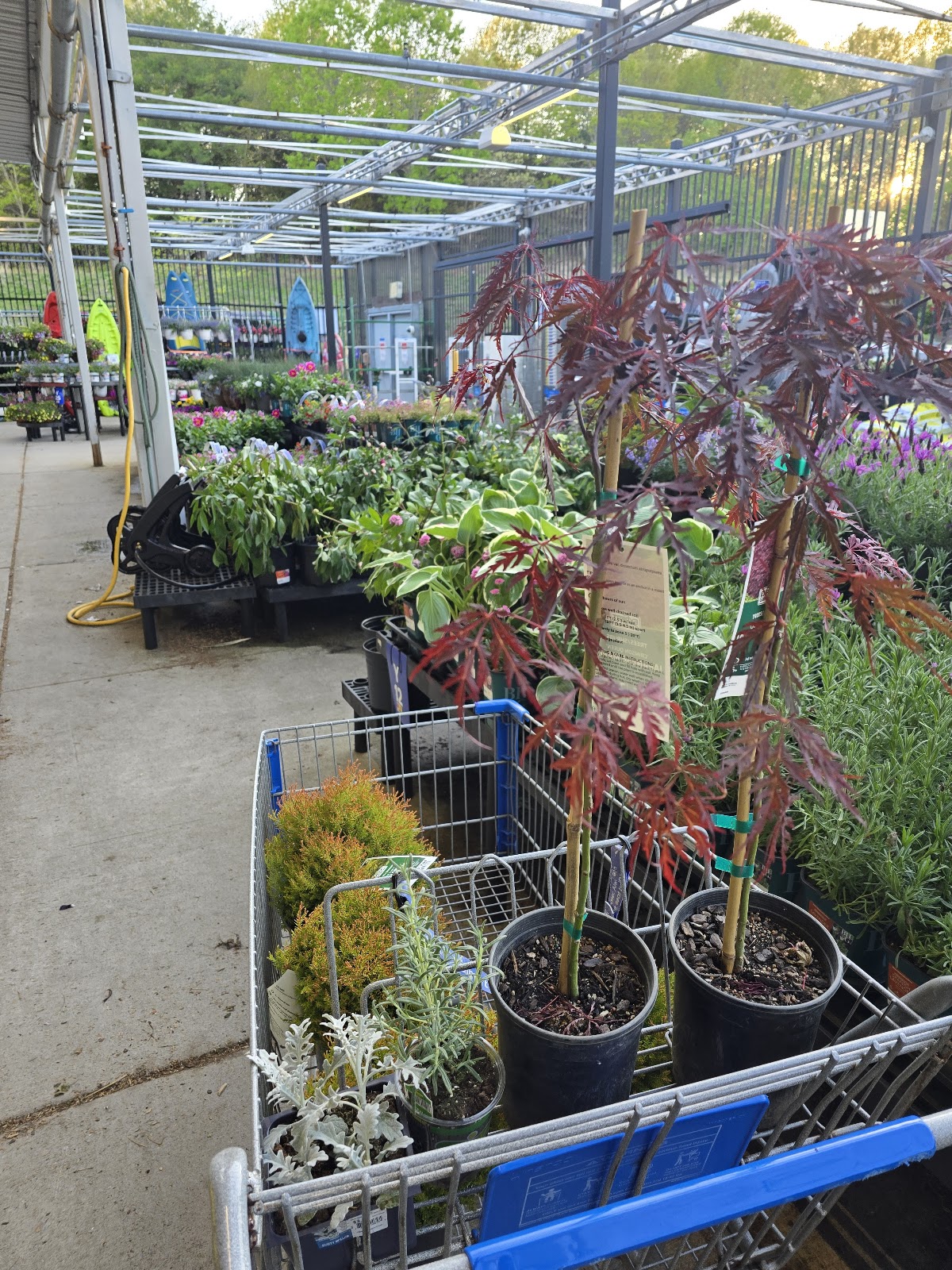 Walmart Garden Center