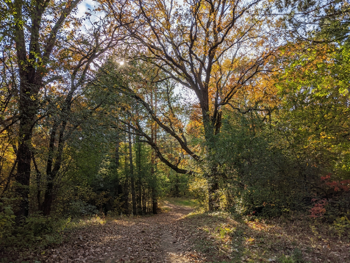 Eagle Oak Opening State Natural Area