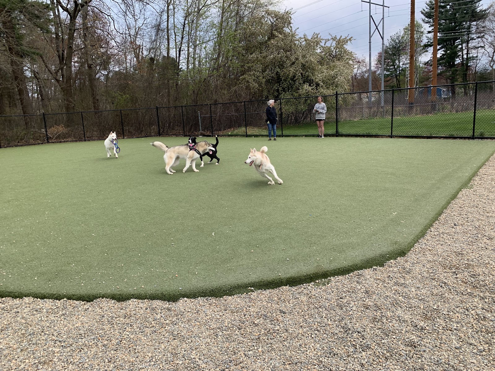 Burlington Dog Park at Rahanis Park