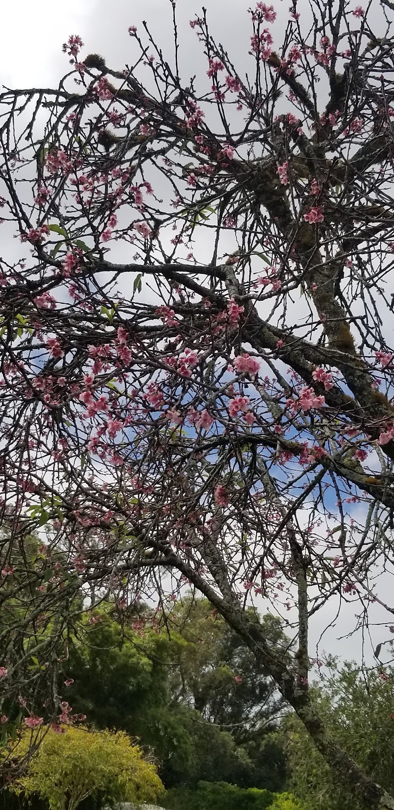 ʻIliahi Neighborhood Park