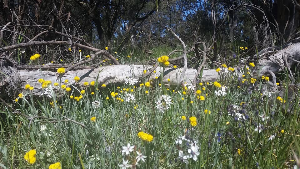 Mornington Railway Reserve